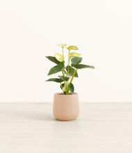 Load image into Gallery viewer, Gentle Pink*****Profile