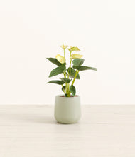 Load image into Gallery viewer, Turquoise*****Profile