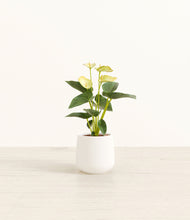 Load image into Gallery viewer, White*****Profile