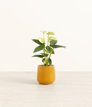 Load image into Gallery viewer, Mustard*****Profile