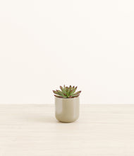 Load image into Gallery viewer, Sage Green*****Profile