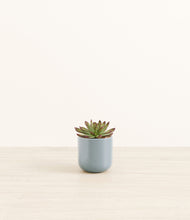 Load image into Gallery viewer, Misty Blue*****Profile