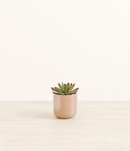 Load image into Gallery viewer, Glossy Pink*****Profile