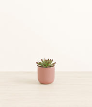 Load image into Gallery viewer, Striped Rose Pink*****Profile