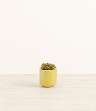 Load image into Gallery viewer, Key Lime Yellow*****Profile