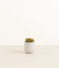 Load image into Gallery viewer, Natural Bamboo*****Profile