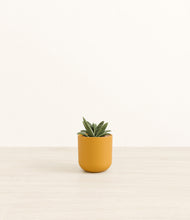 Load image into Gallery viewer, Sunset Orange*****Profile