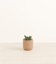 Load image into Gallery viewer, Striped Peach Pink*****Profile