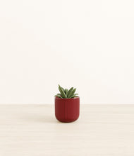 Load image into Gallery viewer, Striped Cherry Red*****Profile
