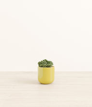 Load image into Gallery viewer, Key Lime Yellow*****Profile