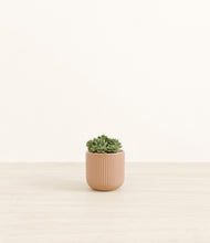 Load image into Gallery viewer, Striped Peach Pink*****Profile