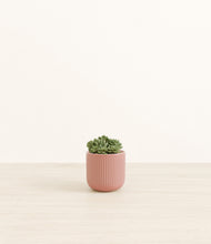Load image into Gallery viewer, Striped Rose Pink*****Profile