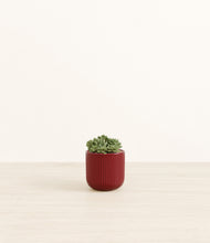 Load image into Gallery viewer, Striped Cherry Red*****Profile