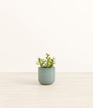 Load image into Gallery viewer, Reactive Aqua*****Profile