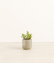 Load image into Gallery viewer, Sage Green*****Profile