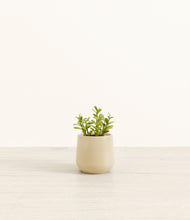 Load image into Gallery viewer, Almond Green*****Profile