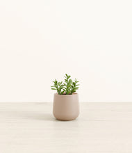 Load image into Gallery viewer, Eternal Gray*****Profile