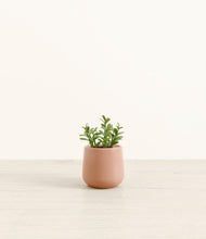 Load image into Gallery viewer, Calm Rose*****Profile