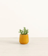 Load image into Gallery viewer, Mustard*****Profile