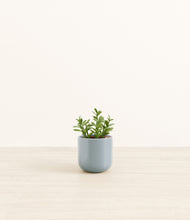 Load image into Gallery viewer, Misty Blue*****Profile