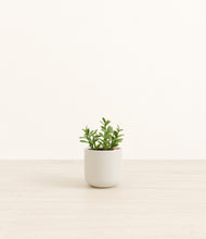 Load image into Gallery viewer, Cotton White*****Profile