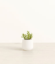 Load image into Gallery viewer, White*****Profile