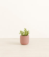 Load image into Gallery viewer, Striped Rose Pink*****Profile