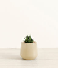 Load image into Gallery viewer, Almond Green*****Succulent