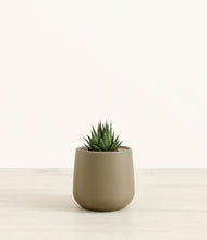 Load image into Gallery viewer, Olive*****Succulent