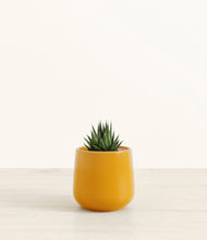 Load image into Gallery viewer, Mustard*****Succulent