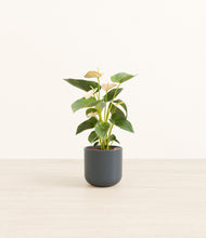 Load image into Gallery viewer, Iron Gray*****Profile