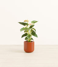 Load image into Gallery viewer, Glossy Red*****Profile