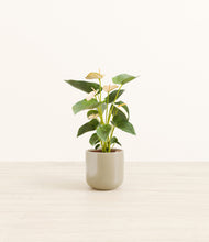 Load image into Gallery viewer, Sage Green*****Profile