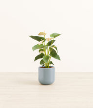 Load image into Gallery viewer, Misty Blue*****Profile