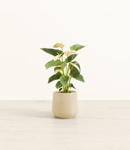 Load image into Gallery viewer, Almond Green*****Profile