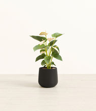 Load image into Gallery viewer, Black*****Profile