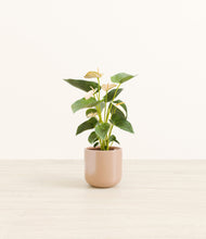 Load image into Gallery viewer, Glossy Pink*****Profile