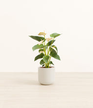 Load image into Gallery viewer, Cotton White*****Profile