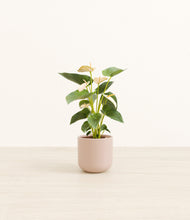 Load image into Gallery viewer, Sandy Pink*****Profile