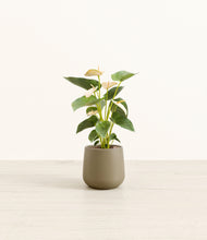 Load image into Gallery viewer, Olive*****Profile