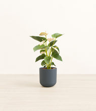 Load image into Gallery viewer, Iron Gray*****Profile