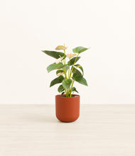 Load image into Gallery viewer, Earth Red*****Profile