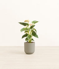 Load image into Gallery viewer, Sage Green*****Profile