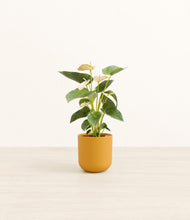 Load image into Gallery viewer, Sunset Orange*****Profile