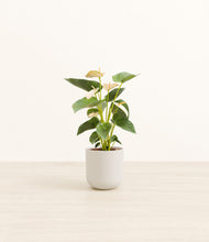 Load image into Gallery viewer, Natural Bamboo*****Profile