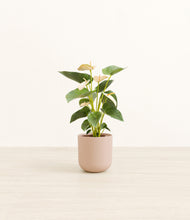 Load image into Gallery viewer, Sandy Pink*****Profile