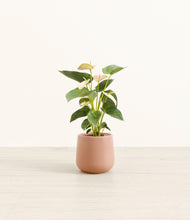 Load image into Gallery viewer, Calm Rose*****Profile