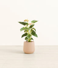 Load image into Gallery viewer, Gentle Pink*****Profile