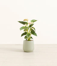 Load image into Gallery viewer, Turquoise*****Profile