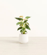 Load image into Gallery viewer, White*****Profile